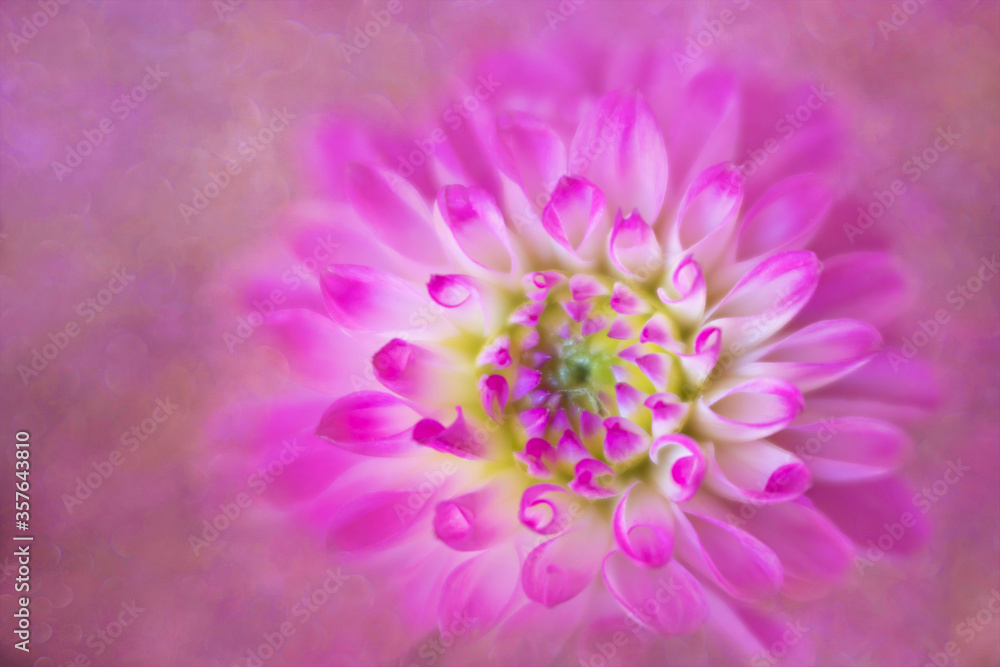 Close up of pink dahlia with pink textured background.