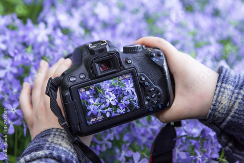 Camera on hands closeup. Making nature photo and video with blue violet flowers
 photo