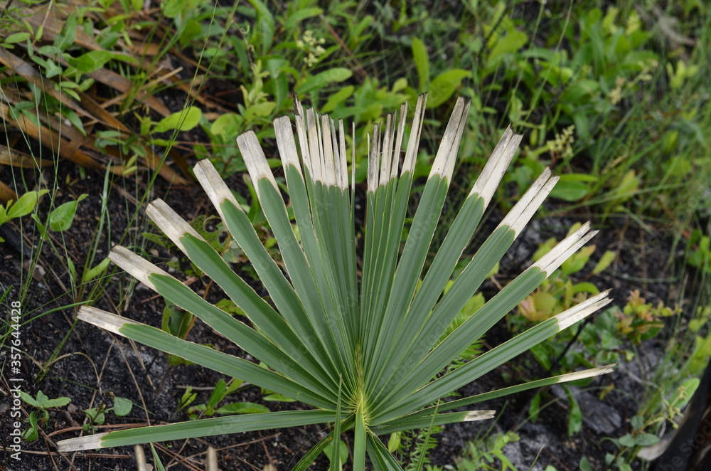palm drye palm drye