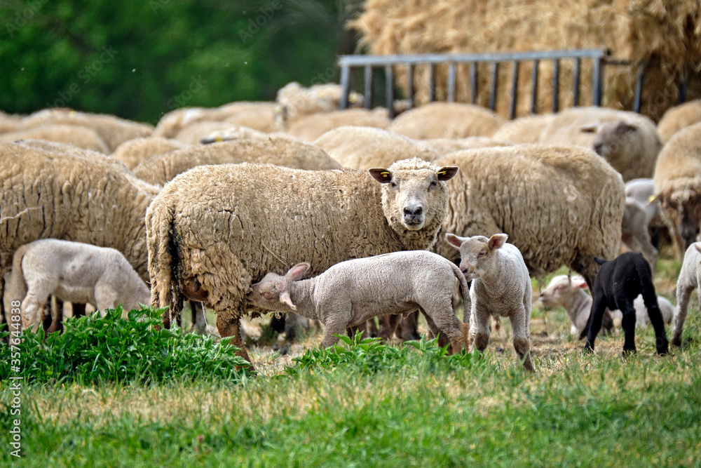 Weidende Hausschafe ( Ovis gmelini aries ; früher Ovis aries Linné ). Weidende Hausschafe ( Ovis gmelini aries ; früher Ovis aries Linné ).
