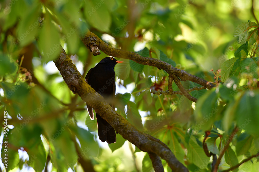 Amsel Amsel
