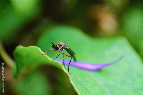 Gros plan d'un insecte isolé sur une fleur ou une feuille © youpi4.fc