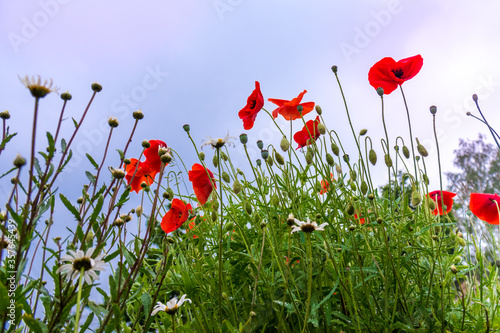 poppy from a beetle's perspective