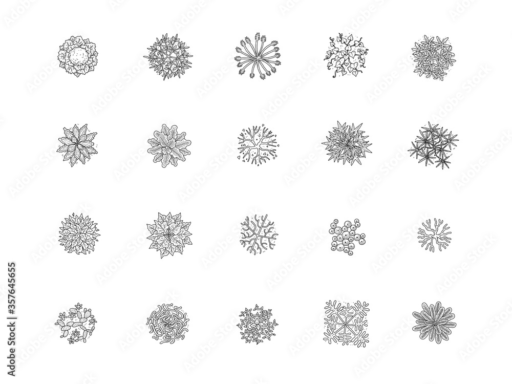 vector of top view tree set, hand drawn sketch on white background. vector of top view tree set, hand drawn sketch on white background.