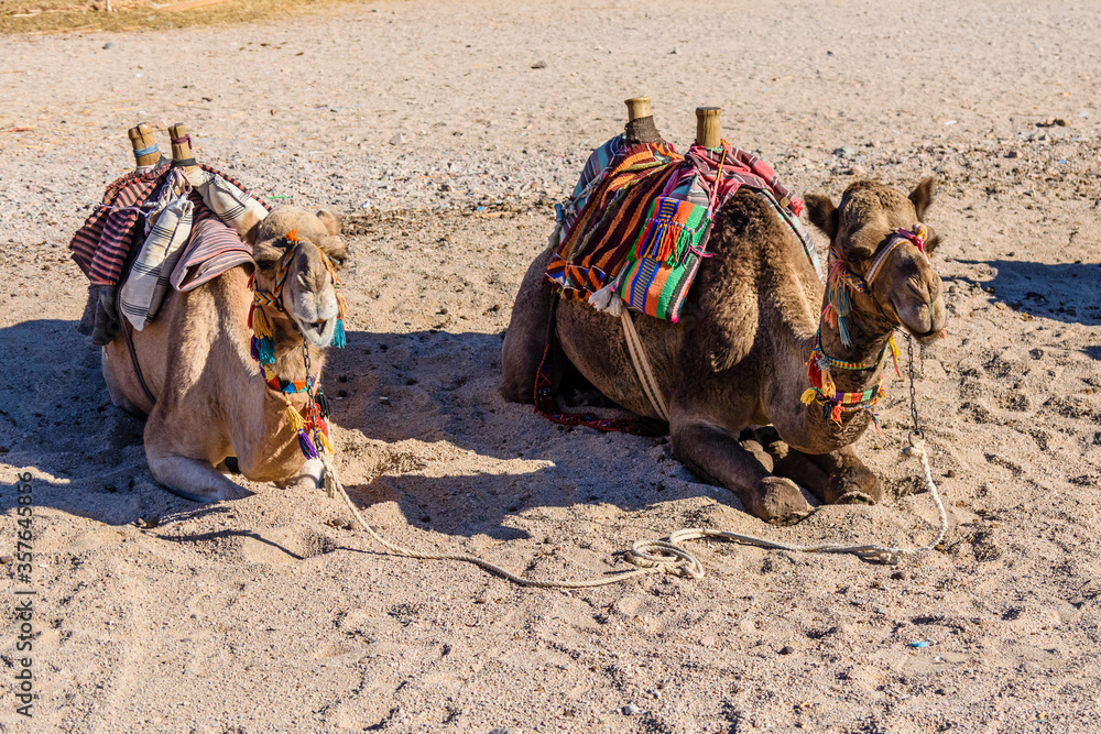 Fototapeta premium Camels in arabian desert not far from the Hurghada city, Egypt