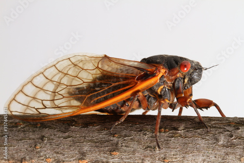 A Brood-V Cicada (Magicicada septendecim) perched on a stick with a white background.  These are periodical cicadas that emerge once every 17 years. This individual was seen in Ohio. © Michael