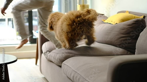 During quarantine a small kid is playing with a dog jumping on the sofa 