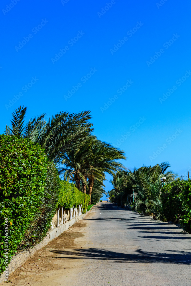 Fototapeta premium Green palm trees along the road to the beach