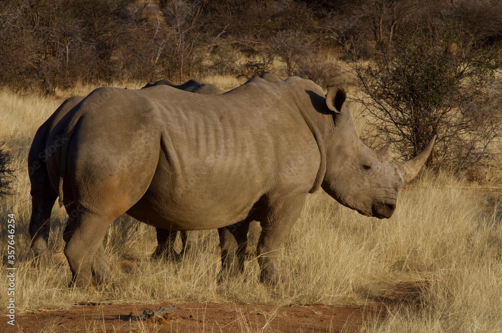 Fototapeta premium african wildlife