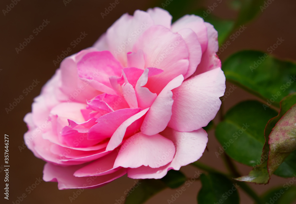 A closeup of a beautiful pastel pink rose.
