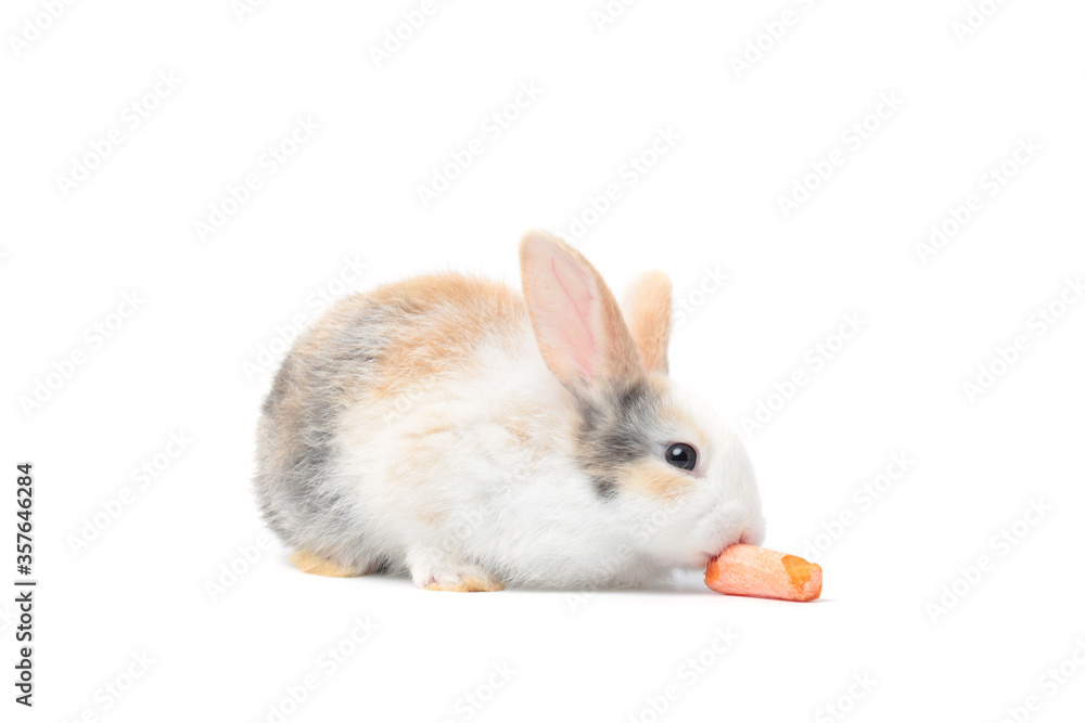 Obraz premium Adorable fluffy rabbits eating delicious carrot together on white background, feeding bunny vegetarian pet animal with vegetable