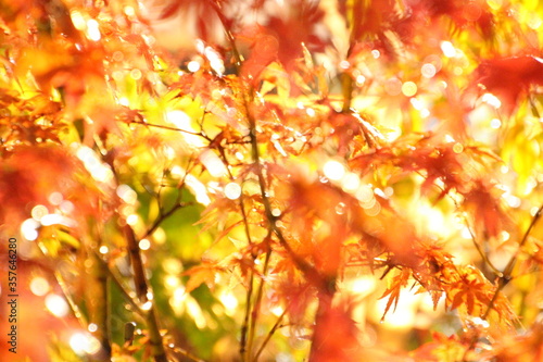 紅葉