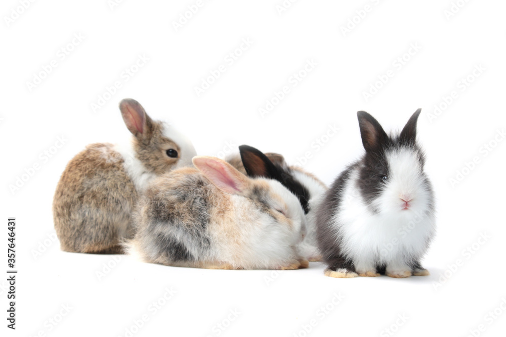 Obraz premium Group of adorable fluffy rabbits on white background, portrait of cute bunny pet animal