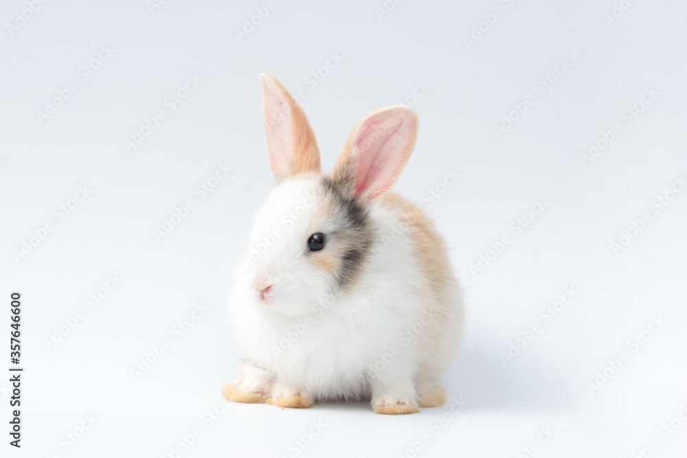 Adorable fluffy rabbit on white background, portrait of cute bunny pet animal