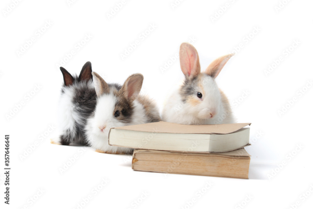 Fototapeta premium Group of adorable fluffy rabbits with book (symbol of knowledge, learning and studying) on white background, cute bunny study and learn, pet education and animal training concept