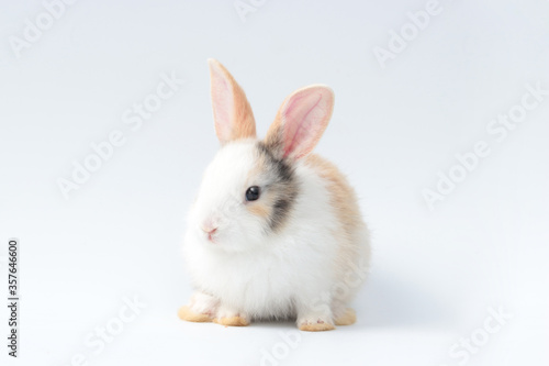 Adorable fluffy rabbit on white background, portrait of cute bunny pet animal © Stella
