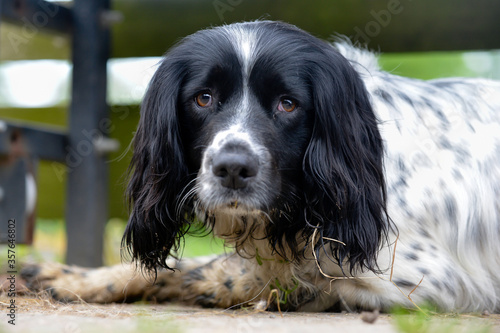 Close up shot of grumpy looking black and white spaniel lying looking at the camera 
