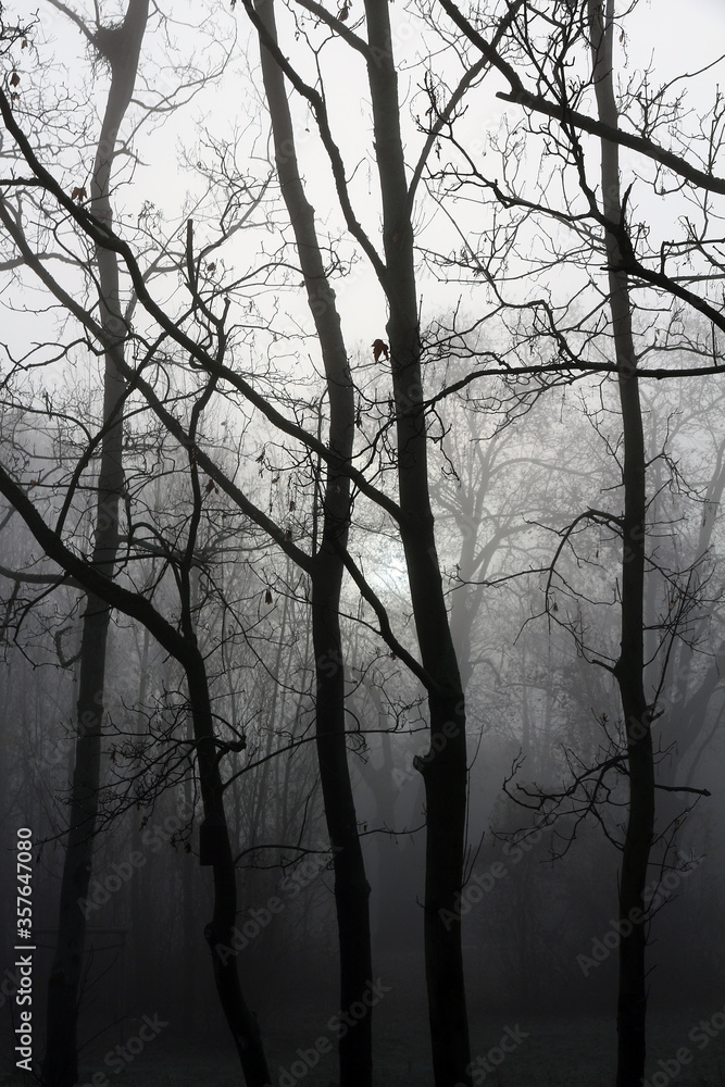 hazy winter sunrise in the woods hazy winter sunrise in the woods