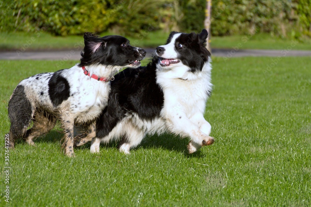 Two dogs play together out doors, a collie and a spaniel . Two dogs play together out doors, a collie and a spaniel .