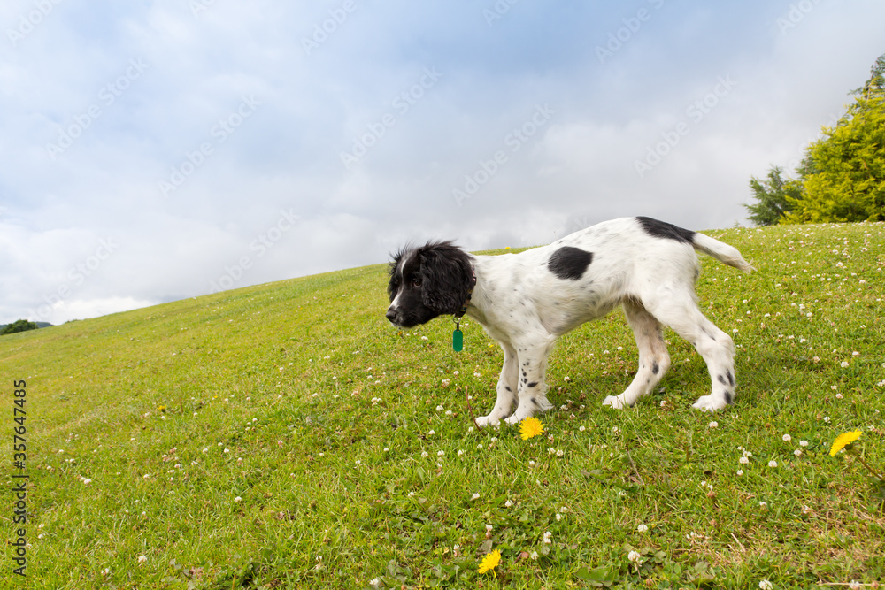 Small spaniel puppy enjoying playing outdoors on a grassy Bank on a sunny day .