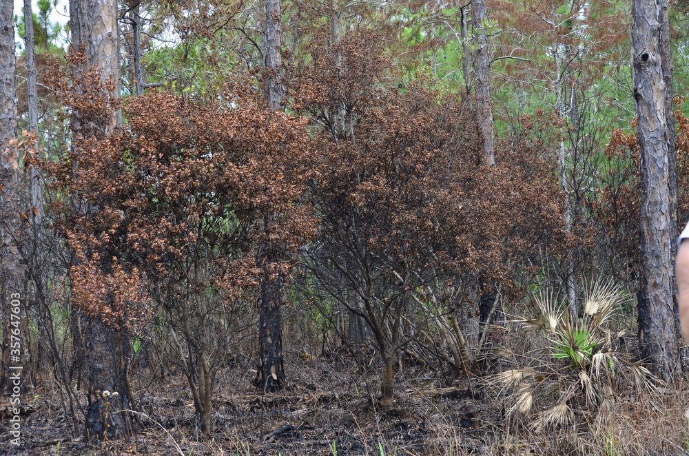 Obraz premium burned trees