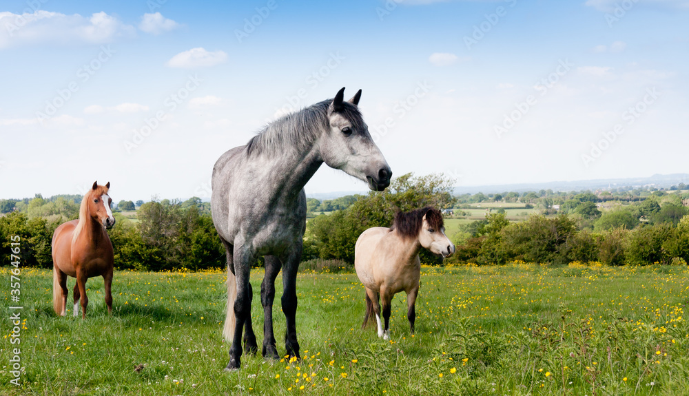 Celebrating their differences three very different horses stand together looking towards the camera in the English countryside. Celebrating their differences three very different horses stand together looking towards the camera in the English countryside.
