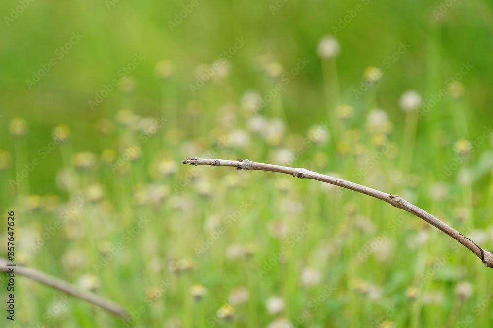 Small dry twigs on a green background of flowers Small dry twigs on a green background of flowers