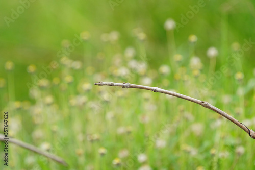 Small dry twigs on a green background of flowers