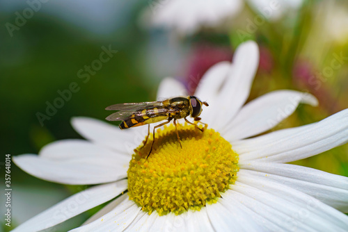 Gros plan d'un insecte entrain de butiner du pollen sur une marguerite au soleil