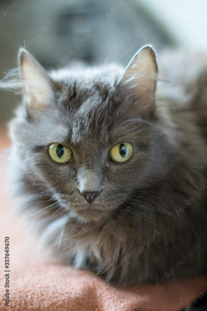 Portrait of an adult gray cat with sad eyes