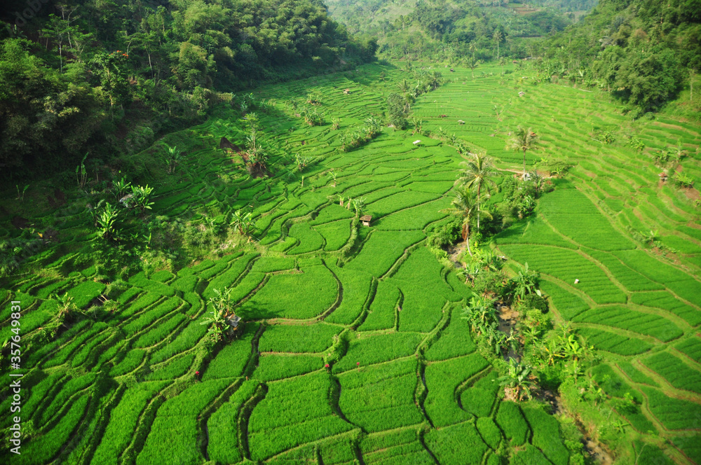 Green landscape of paddy fields in West Java, Indonesia