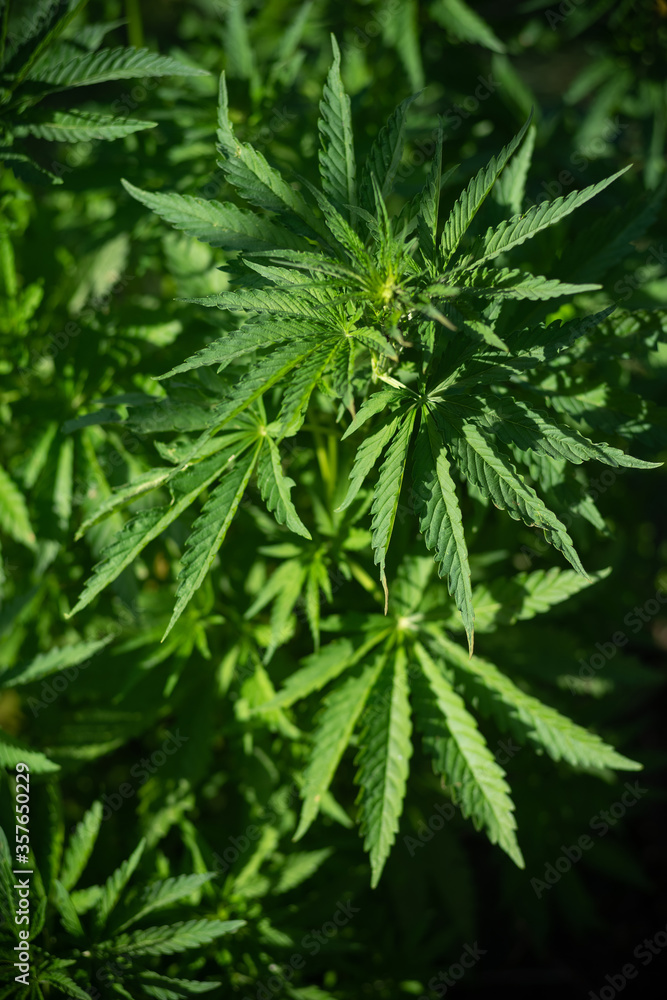 Plant of cannabis, illuminated by sunlight. Hemp plants on a natural background. Plant of cannabis, illuminated by sunlight. Hemp plants on a natural background.