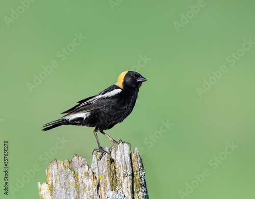 Fotografie Bobolink on Fence Post  on Green Background
