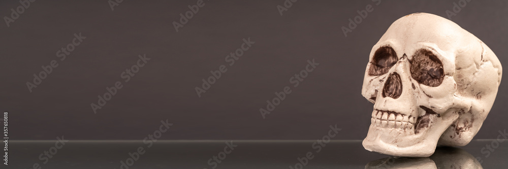 Obraz premium Artificial human skull on a colored background.