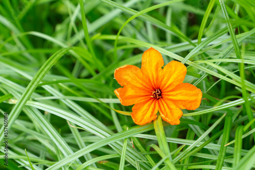 orange flower (Geiger tree) fall on the green grass photo