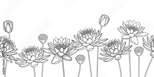 Horizontal seamless pattern with outline Lotos or water lily flower, bud and seed pod in black on the white background. 