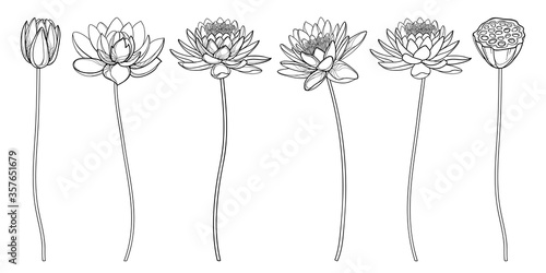 Set of outline Lotos or water lily flower, bud and seed pod in black isolated on white background.