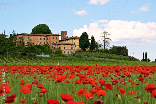 Tuscan landscape during the blooming of poppies in a wheat field with the medieval village of Lucignano d'Arbia on the background in Siena, Italy