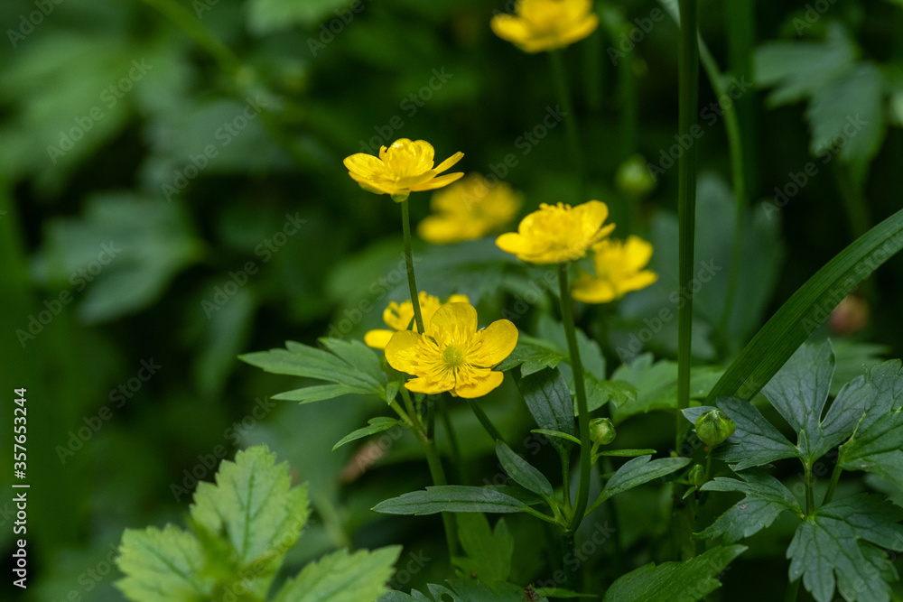 Yellow forest flowers close-up amid green grass Yellow forest flowers close-up amid green grass