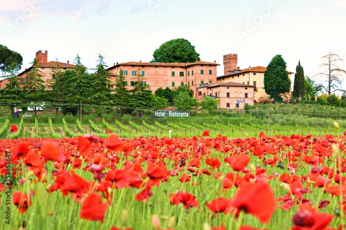 Tuscan landscape during the blooming of poppies in a wheat field with the medieval village of Lucignano d'Arbia on the background in Siena, Italy