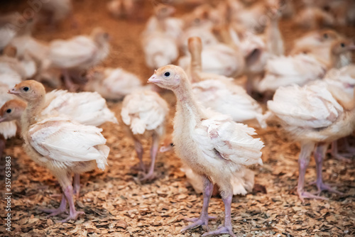 Obraz na płótnie farm small turkeys with a pickled beak and clipped wings at the poultry farm. growing birds for eggs and meat. meat industry. cruelty w salonie