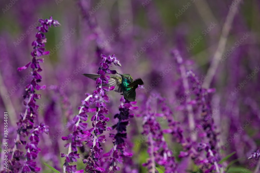 Hummingbirds in nature. The white-vented violetear (Colibri serrirostris) hovering and drinking the nectar from purple flowers of Woodland Sage. Hummingbirds in nature. The white-vented violetear (Colibri serrirostris) hovering and drinking the nectar from purple flowers of Woodland Sage.