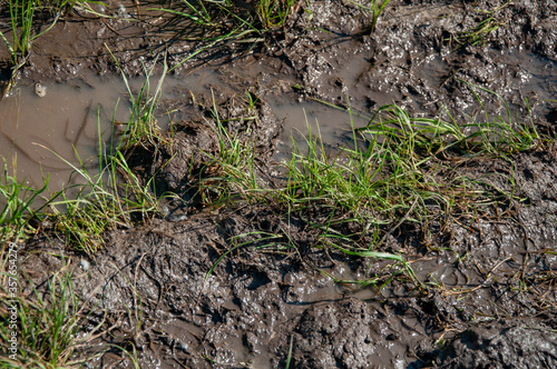 Puddles and dirt grass in the summer after rain. Close-up, top view