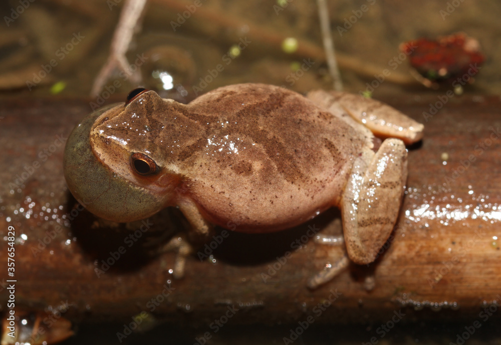Dorsal View of a calling male Spring Peeper (Pseudacris crucifer) with its vocal sac inflated. Dorsal View of a calling male Spring Peeper (Pseudacris crucifer) with its vocal sac inflated.