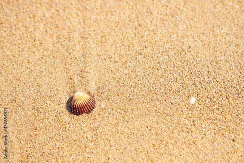 Sea shell on sandy beach as a natural background. Copy space. 