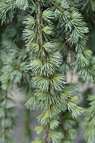 Weeping Blue atlas cedar © nahhan