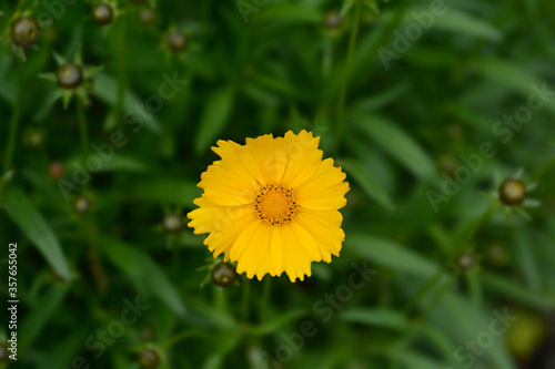 Large-flowered Tickseed Sonnenkind