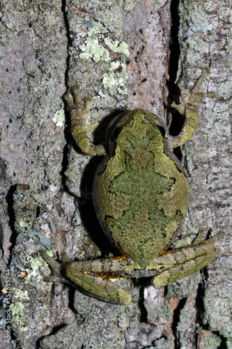 Dorsal view of a Gray Treefrog (Hyla versicolor) clinging to the trunk of a tree. photo