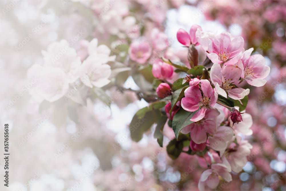 Beautiful pink blossoming background. Spring blooming branches. Natural scene. Paradise apple tree in nature bright daylight. Valentine's day or Mother's day theme. Beautiful pink blossoming background. Spring blooming branches. Natural scene. Paradise apple tree in nature bright daylight. Valentine's day or Mother's day theme.