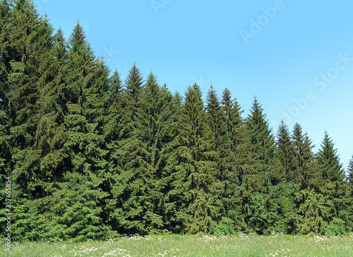 spruce Norway European tree picea abies forest